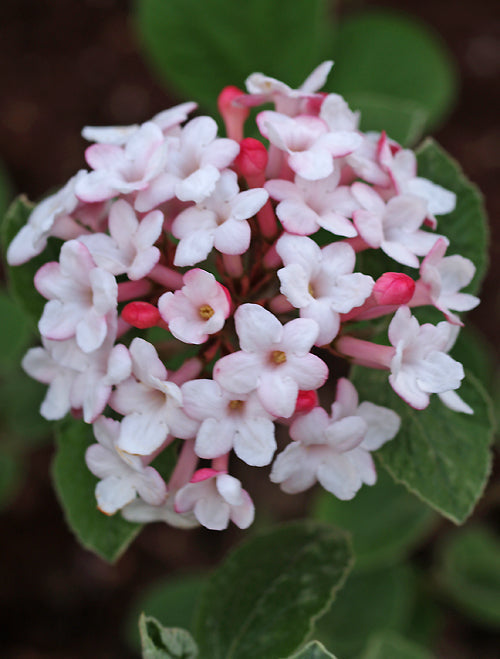 VIBURNUM CARLESII 'DIANA'