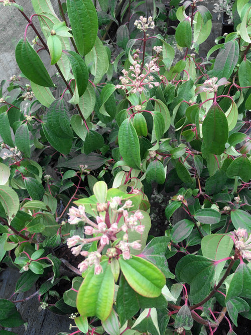 VIBURNUM CINNAMOMIFOLIUM