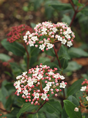 VIBURNUM TINUS 'GWENLLIAN'