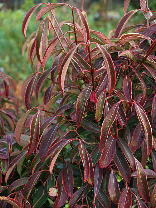 VIBURNUM HENRYI