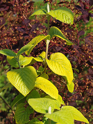 VIBURNUM LANTANA 'AUREUM'