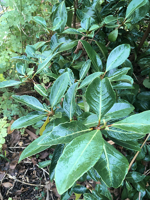 VIBURNUM ODORATISSIMUM var.AWABUKI