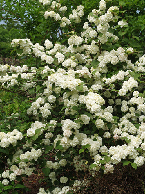 VIBURNUM PLICATUM 'GRANDIFLORUM'