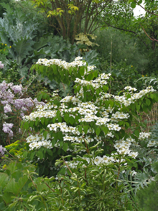 VIBURNUM PLICATUM var.TOMENTOSUM 'MARIESII'