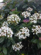 VIBURNUM TINUS 'EVE PRICE'