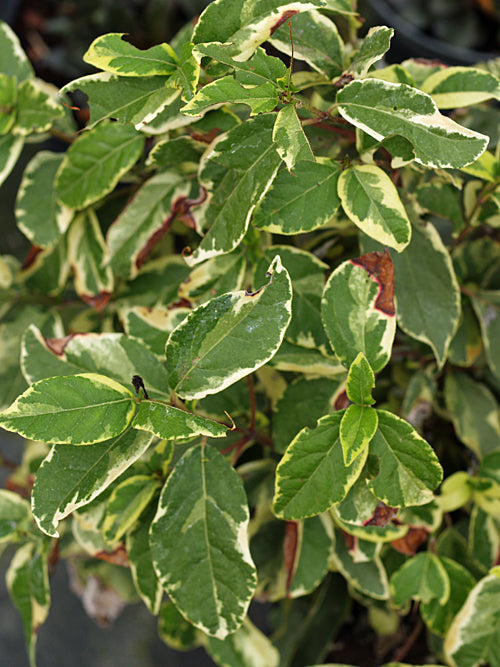 VIBURNUM TINUS 'VARIEGATUM'