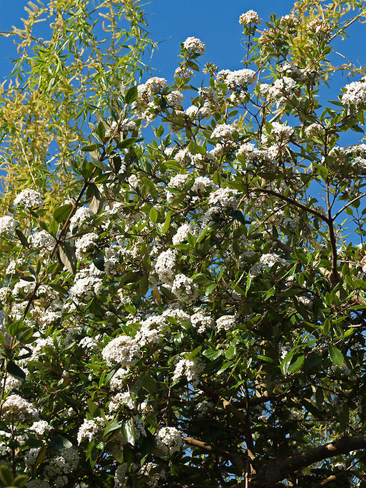 VIBURNUM x BURKWOODII