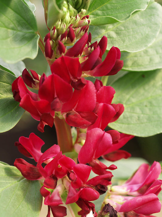 VICIA FABA bright pink flowers