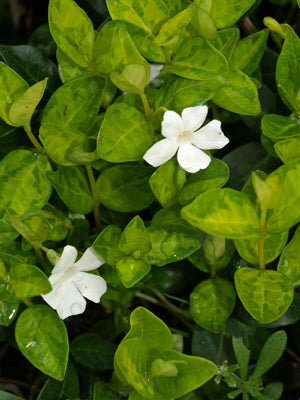 VINCA MINOR 'ALBA VARIEGATA'