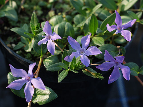 VINCA HERBACEA RCB UA-21