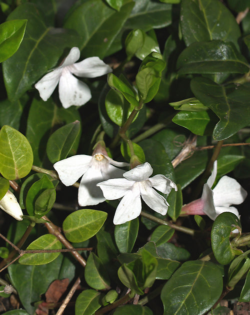 VINCA MINOR f.ALBA