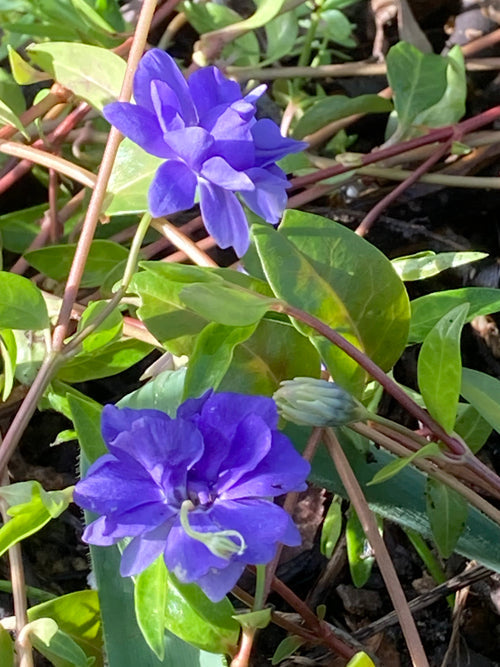 VINCA MINOR DOUBLE FLOWER IN A FLOWER