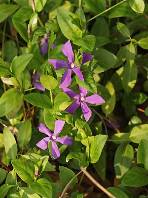 VINCA MAJOR subsp.HIRSUTA