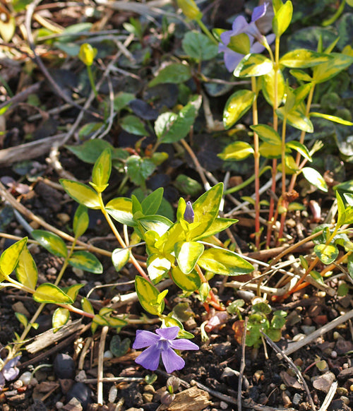 VINCA MINOR 'ILLUMINATION'