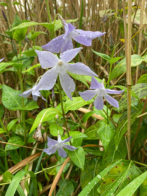 VINCA DIFFORMIS subsp.SARDOA