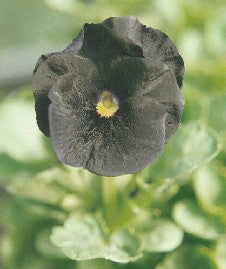 VIOLA 'BLACK FROM BLACK'