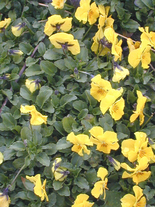 VIOLA CORNUTA 'BULLION'