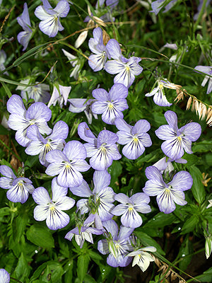 VIOLA CORNUTA 'ICY BUT SPICY'