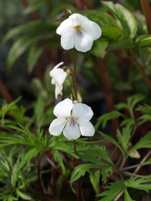 VIOLA DISSECTA