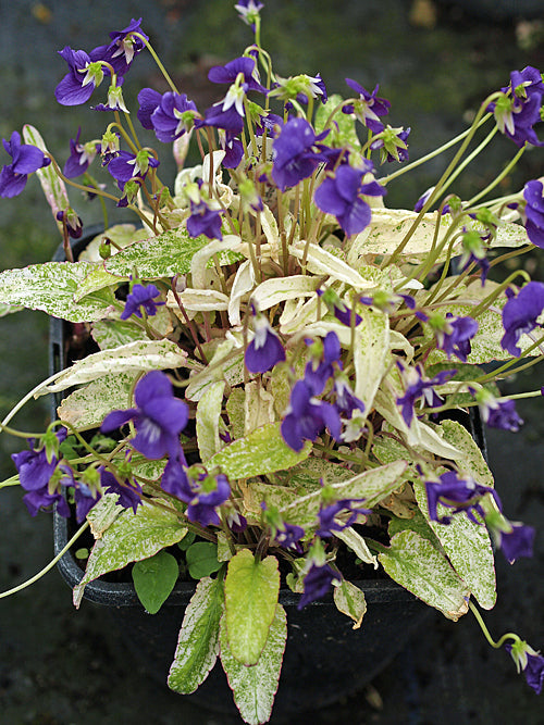 VIOLA MANDSHURICA 'FUJI DAWN'