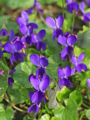 VIOLA ODORATA 'DONAU'