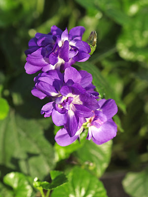 VIOLA ODORATA 'D'UDINE'