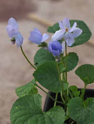 VIOLA ODORATA 'ELSMEER'