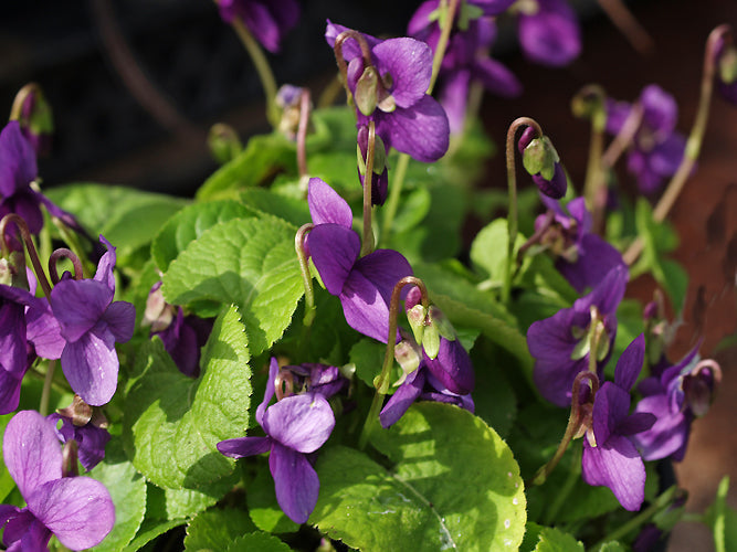 VIOLA ODORATA 'LIANNE'