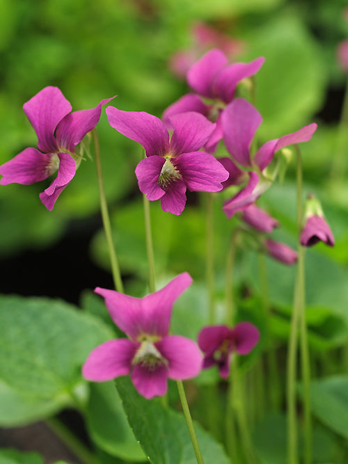 VIOLA ODORATA 'MELANIE'