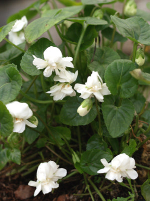 VIOLA ODORATA 'REINE DES BLANCHES'