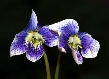 VIOLA SORORIA 'PRICEANA' dark form