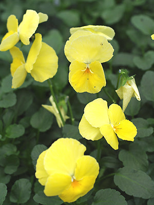 VIOLA 'PRIMROSE DAME'