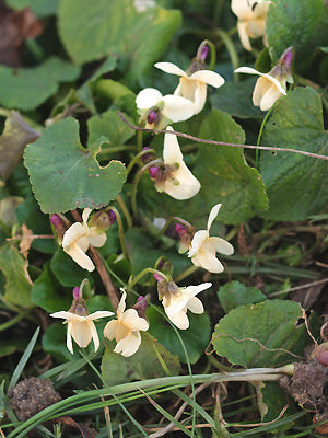 VIOLA 'SULPHUREA'