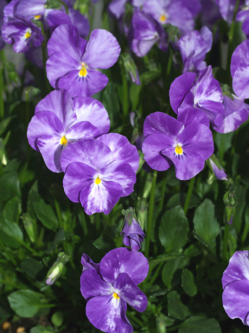 VIOLA 'COLUMBINE'