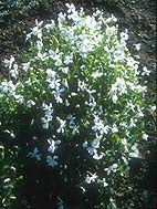 VIOLA CORNUTA 'ALBA'