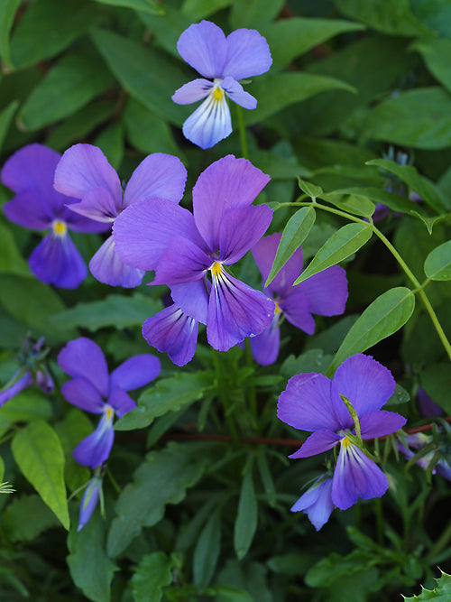 VIOLA CORSICA