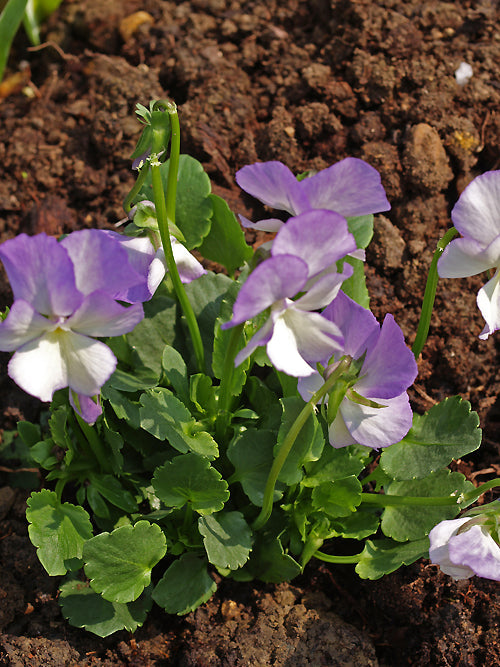 VIOLA 'FIONA MARK'