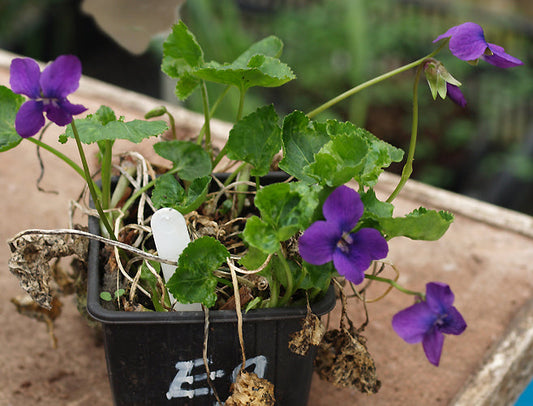 VIOLA ODORATA 'GLANMORE'