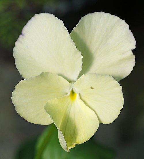 VIOLA 'IVORY QUEEN'