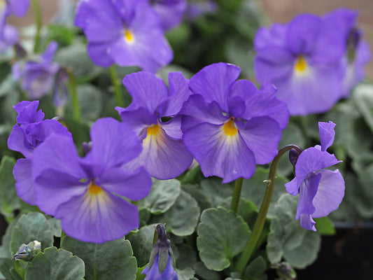 VIOLA 'JUPITER'