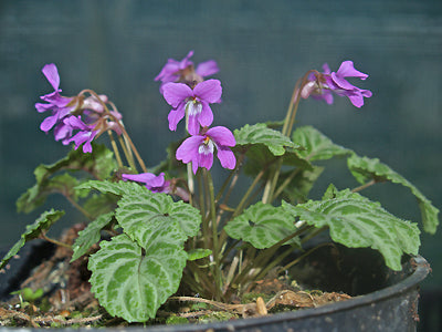 VIOLA KOREANA