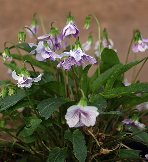 VIOLA MANDSHURICA F.PLENA WHITE-FLOWERED