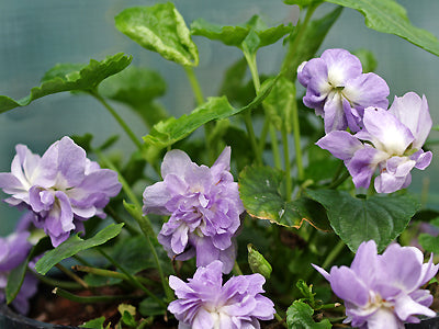 VIOLA ODORATA 'BETHAN DAVIES'