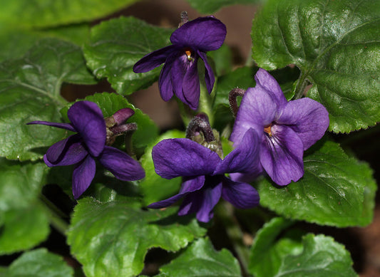 VIOLA ODORATA 'ELIZABETH LEE'