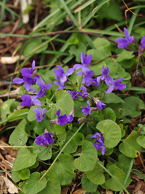 VIOLA ODORATA 'QUEEN CHARLOTTE'