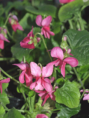 VIOLA ODORATA var.ROSEA