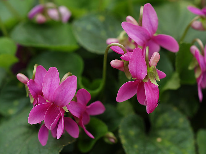 VIOLA ODORATA 'VIOLETT CHARM'