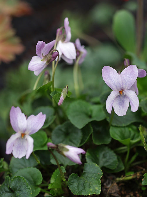 VIOLA ODORATA 'WISMAR'