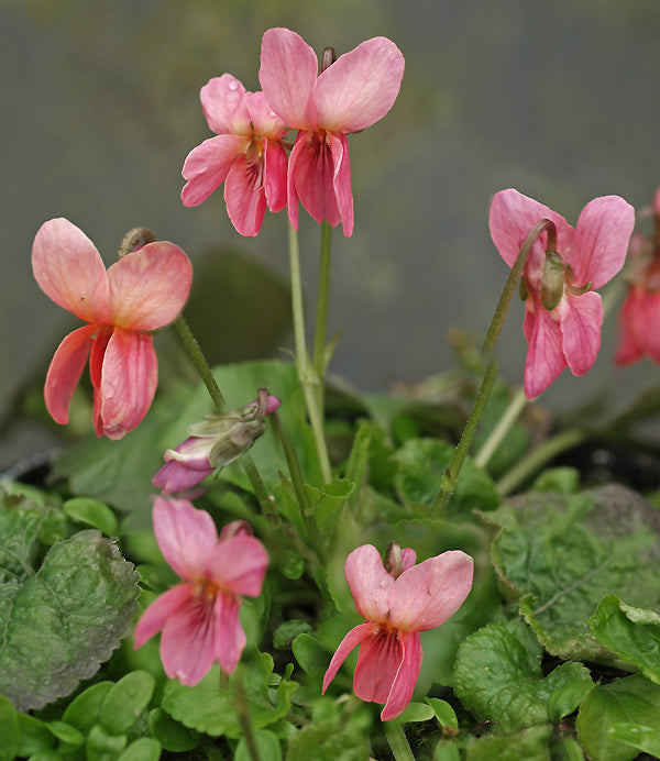 VIOLA 'PHYL DOVE'