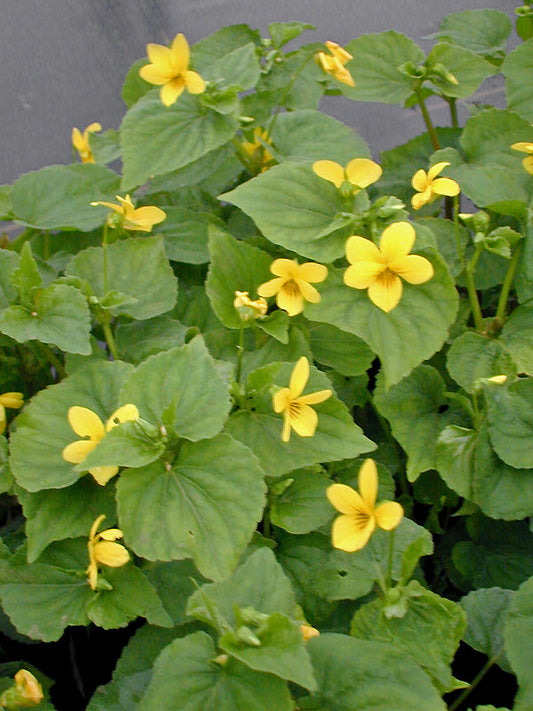 VIOLA PUBESCENS var.ERIOCARPA